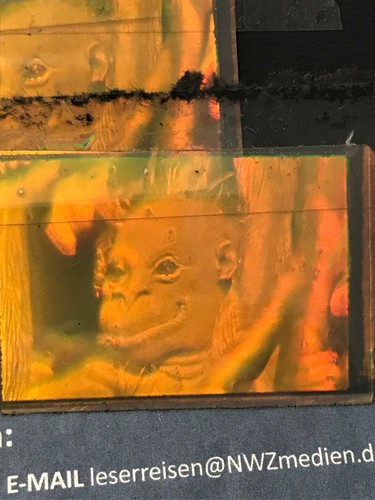 Hologramm als folie affe - hologramm, folie,