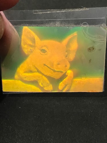 Hologramm als folie schwein - hologramm, folie,